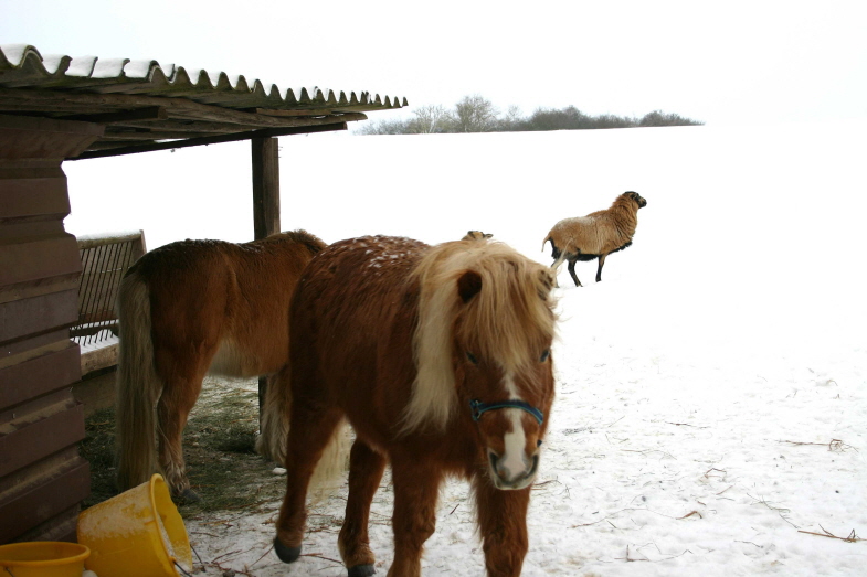 Tiere am Rand der Piste